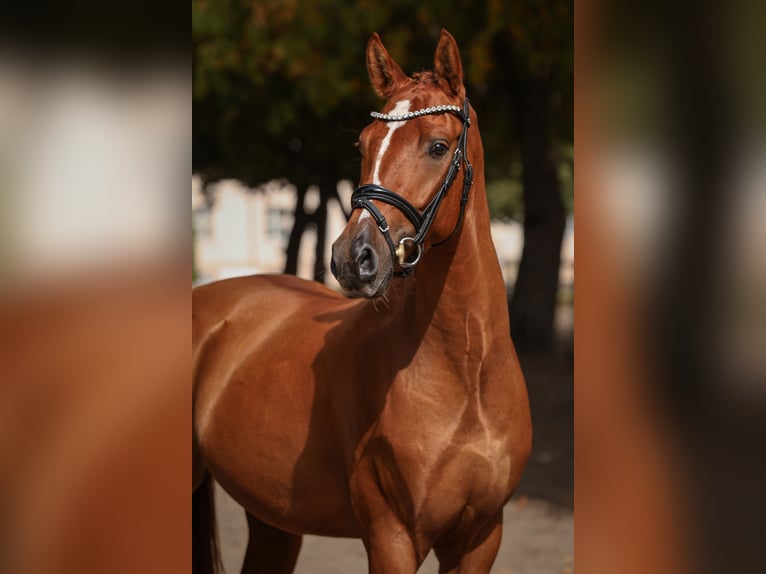 Niemiecki kuc wierzchowy Wałach 3 lat 147 cm Kasztanowata in Breddin