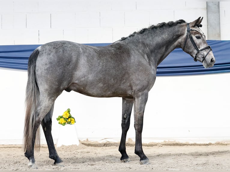 Niemiecki kuc wierzchowy Wałach 3 lat 147 cm Siwa in Marsberg