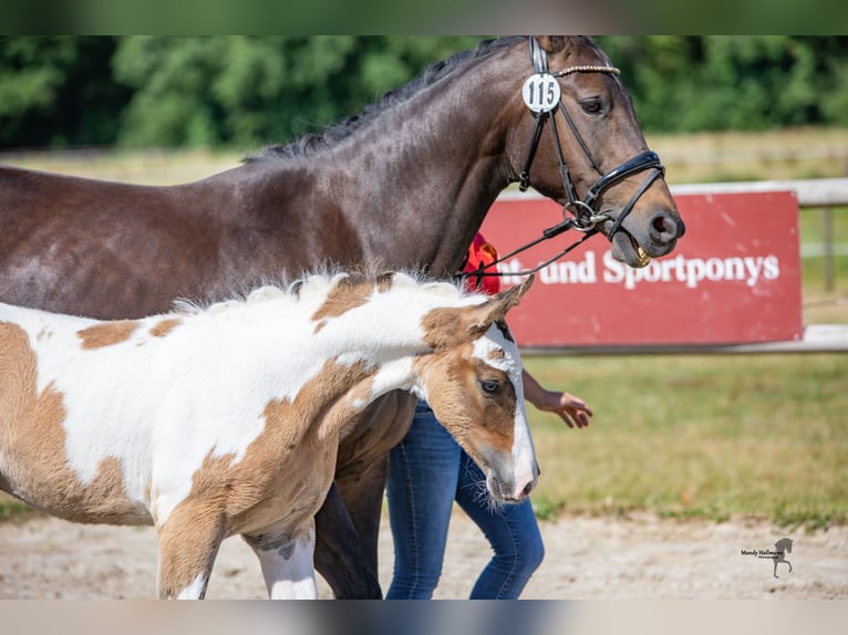 Niemiecki kuc wierzchowy Wałach 3 lat 147 cm Srokata in Westerstede