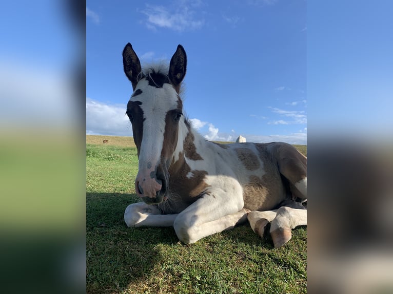 Niemiecki kuc wierzchowy Wałach 3 lat 147 cm Srokata in Westerstede