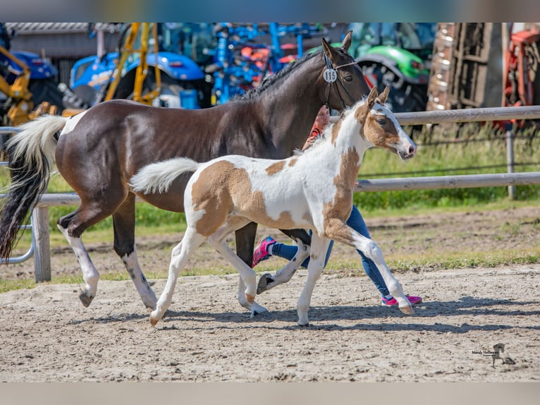 Niemiecki kuc wierzchowy Wałach 3 lat 147 cm Srokata in Westerstede