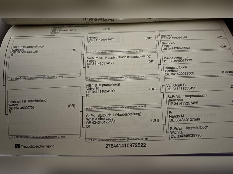 Niemiecki kuc wierzchowy Wałach 3 lat 148 cm Ciemnogniada in Telgte