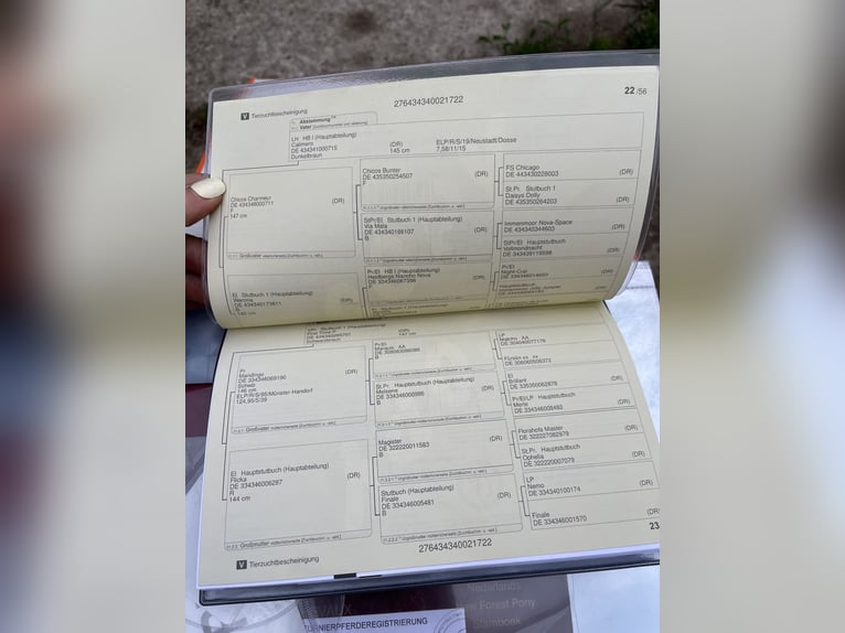 Niemiecki kuc wierzchowy Wałach 3 lat 148 cm Ciemnogniada in Wildend&#xFC;rnbach