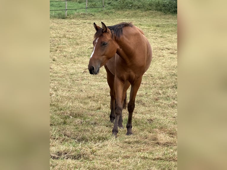 Niemiecki kuc wierzchowy Mix Wałach 3 lat 148 cm Gniada in Loxstedt