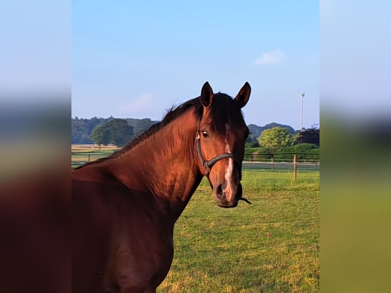 Niemiecki kuc wierzchowy Wałach 3 lat 148 cm Gniada in Dötlingen