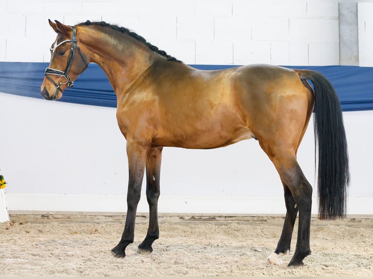 Niemiecki kuc wierzchowy Wałach 3 lat 148 cm Gniada in Marsberg