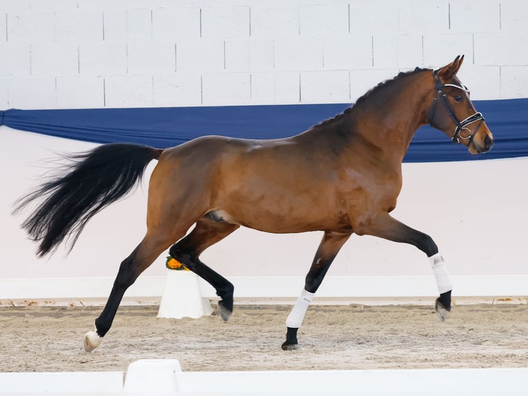 Niemiecki kuc wierzchowy Wałach 3 lat 148 cm Gniada in Marsberg