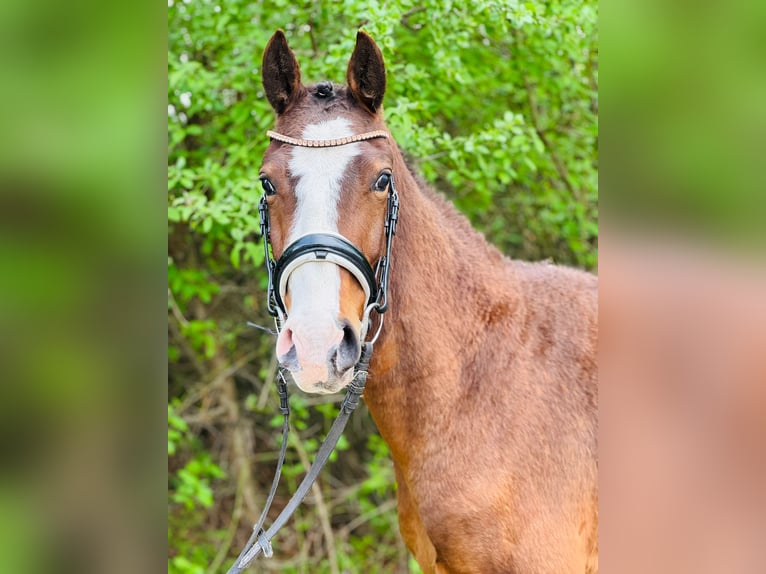 Niemiecki kuc wierzchowy Wałach 3 lat 148 cm Gniada in Flechtingen