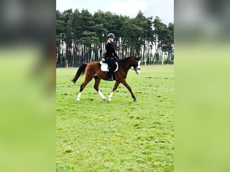 Niemiecki kuc wierzchowy Wałach 3 lat 148 cm Gniada in Flechtingen