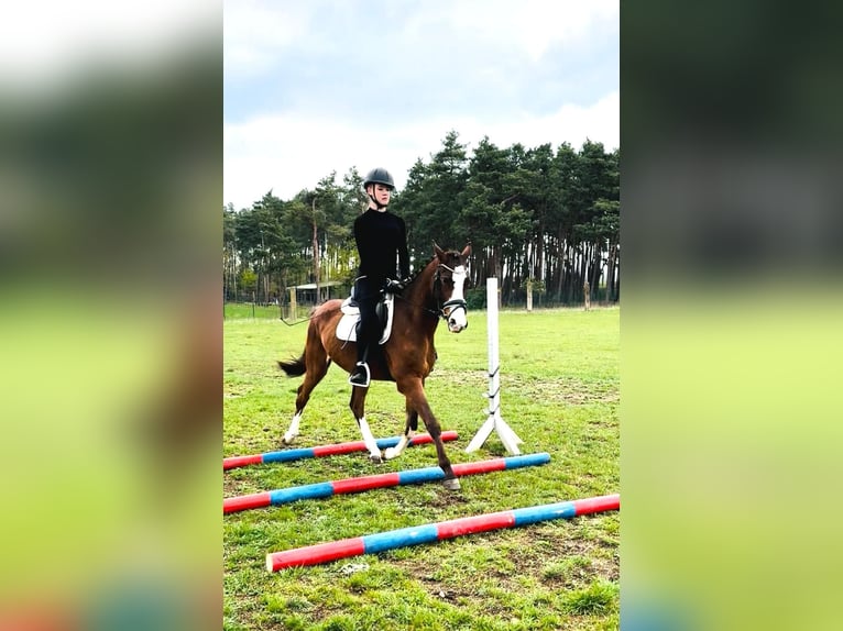 Niemiecki kuc wierzchowy Wałach 3 lat 148 cm Gniada in Flechtingen