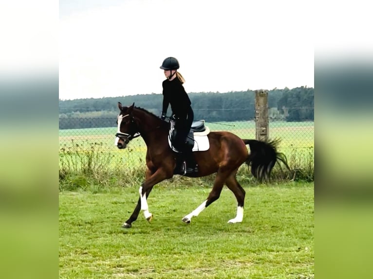 Niemiecki kuc wierzchowy Wałach 3 lat 148 cm Gniada in Flechtingen