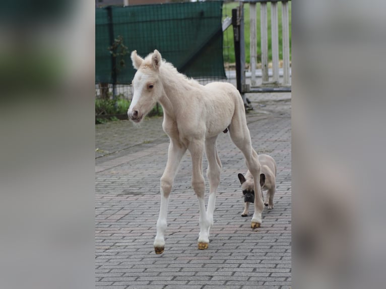 Niemiecki kuc wierzchowy Wałach 3 lat 148 cm Izabelowata in Nottuln