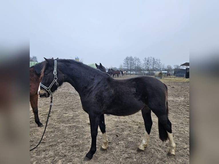 Niemiecki kuc wierzchowy Wałach 3 lat 148 cm in Hittbergen