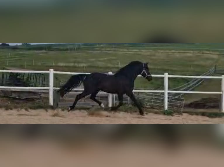 Niemiecki kuc wierzchowy Wałach 3 lat 149 cm Kara in Waidhaus