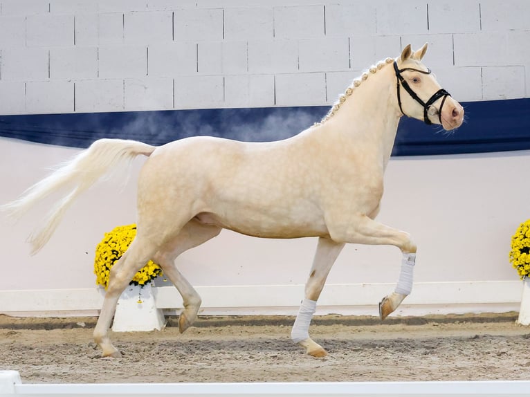 Niemiecki kuc wierzchowy Wałach 3 lat 149 cm Perlino in Marsberg