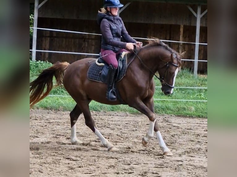 Niemiecki kuc wierzchowy Mix Wałach 3 lat 150 cm Ciemnokasztanowata in Ritterhude