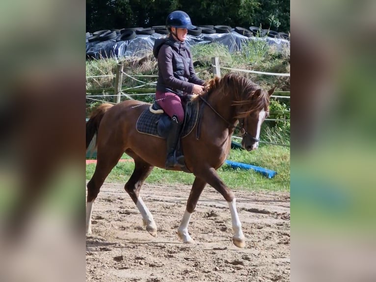 Niemiecki kuc wierzchowy Mix Wałach 3 lat 150 cm Ciemnokasztanowata in Ritterhude