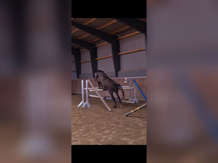 Niemiecki kuc wierzchowy Wałach 3 lat 150 cm Może być siwy in D&#xF6;tlingen