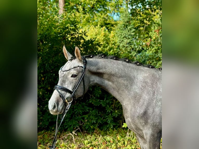 Niemiecki kuc wierzchowy Wałach 3 lat 150 cm Siwa in Hamersen