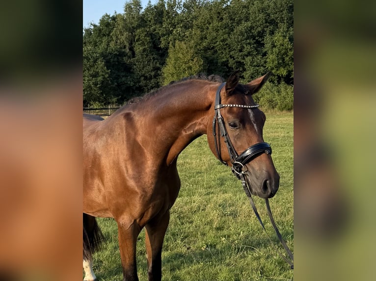 Niemiecki kuc wierzchowy Wałach 3 lat 151 cm Gniada in Heinzenbach