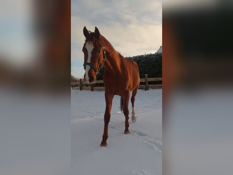 Niemiecki kuc wierzchowy Wałach 3 lat 151 cm Kasztanowata in Dersekow