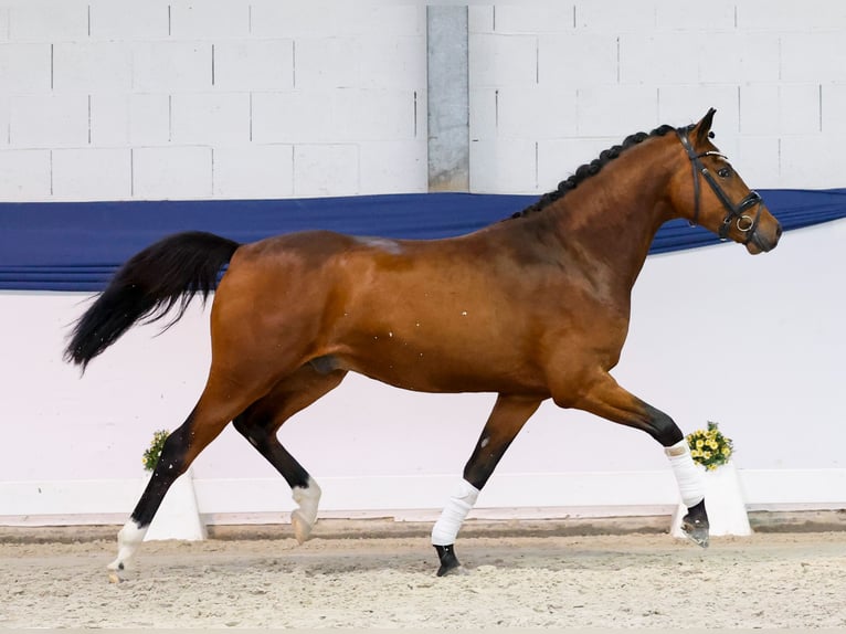 Niemiecki kuc wierzchowy Wałach 3 lat 152 cm Gniada in Marsberg