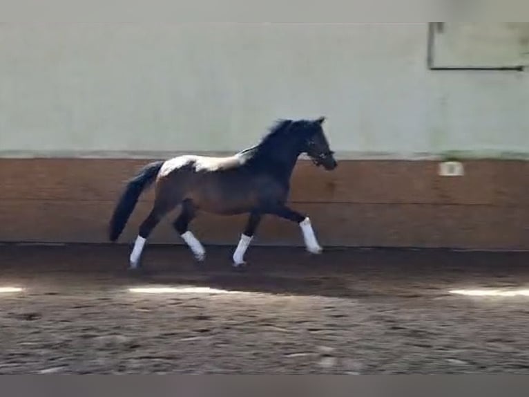 Niemiecki kuc wierzchowy Wałach 3 lat 153 cm Ciemnogniada in Wahrenholz