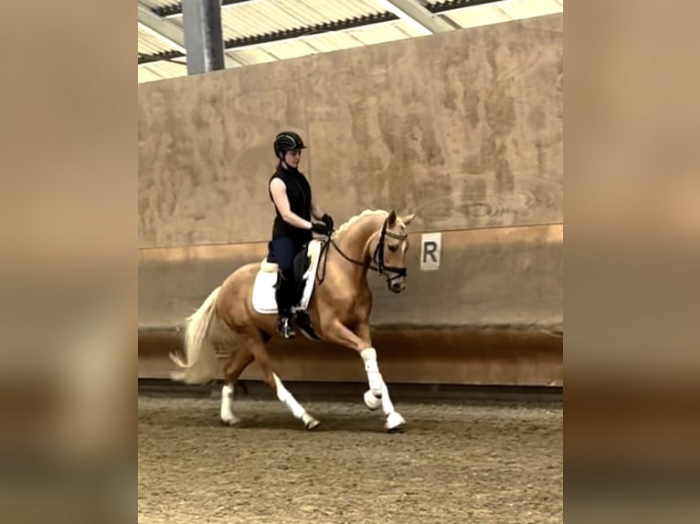 Niemiecki kuc wierzchowy Wałach 3 lat 153 cm Izabelowata in Perl