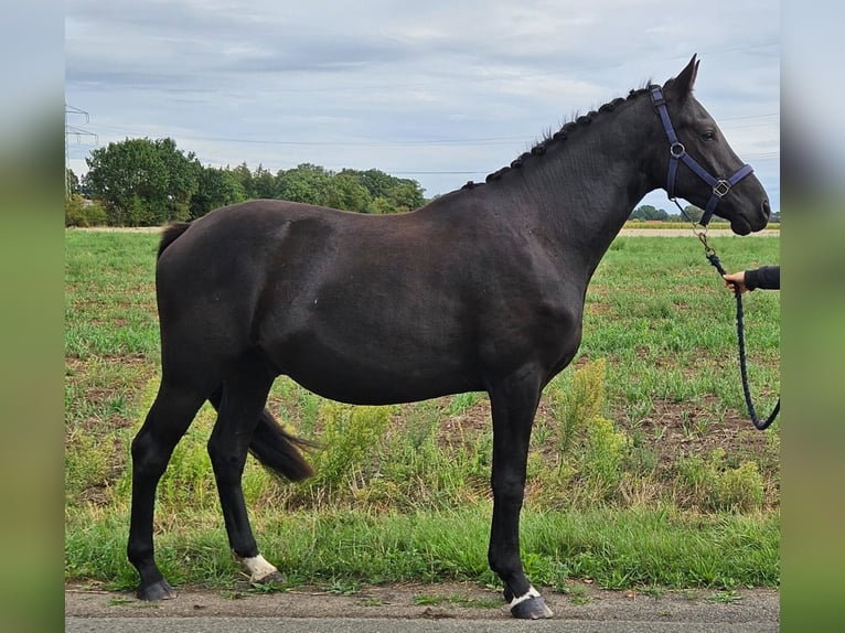 Niemiecki kuc wierzchowy Wałach 3 lat 157 cm Skarogniada in Raddestorf
