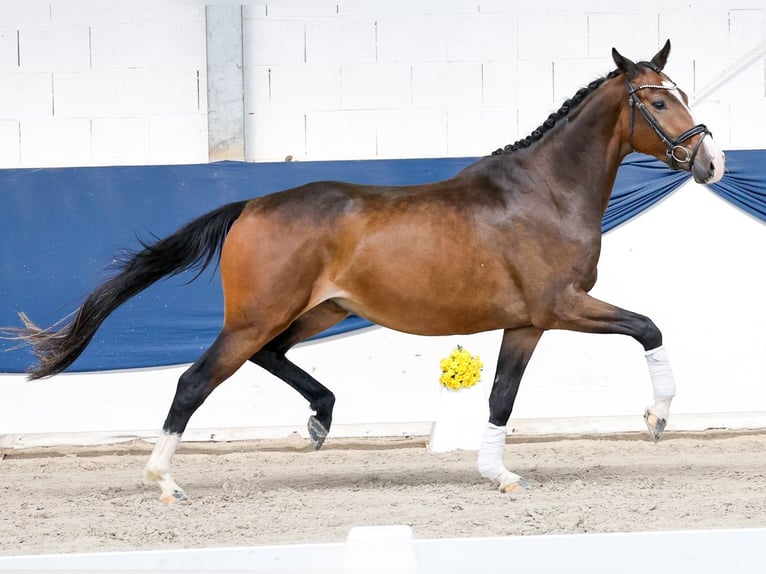 Niemiecki kuc wierzchowy Wałach 3 lat 164 cm Gniada in Marsberg