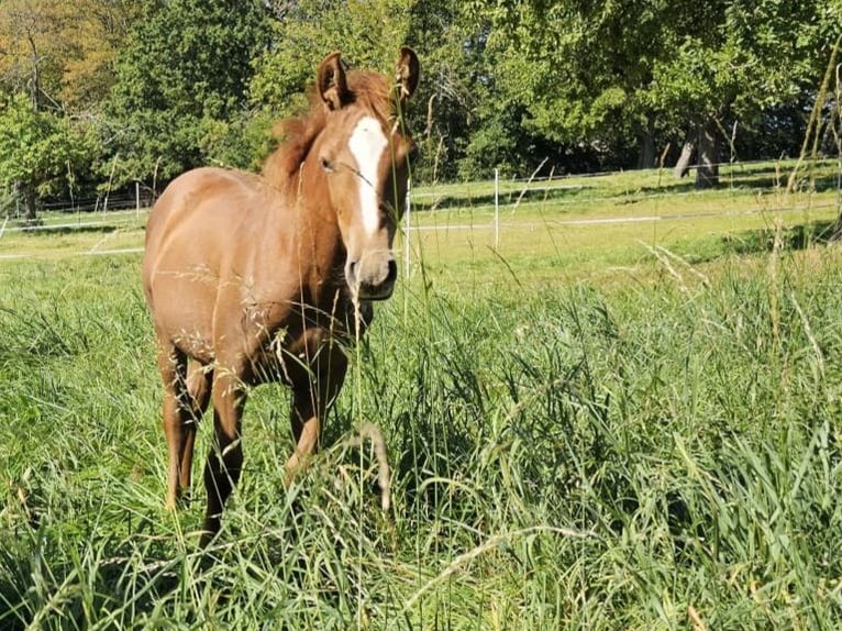 Niemiecki kuc wierzchowy Wałach 3 lat Kasztanowata in Reichelsheim