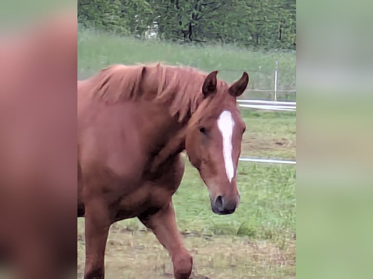 Niemiecki kuc wierzchowy Wałach 3 lat Kasztanowata in Reichelsheim