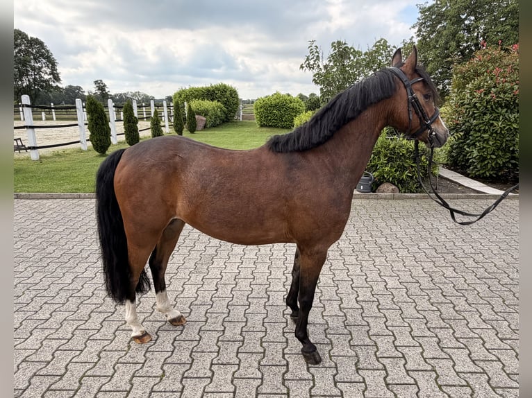 Niemiecki kuc wierzchowy Wałach 4 lat 135 cm Gniada in Nordwalde