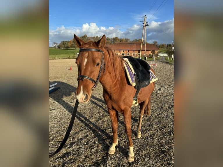Niemiecki kuc wierzchowy Wałach 4 lat 137 cm Kasztanowata in Prambachkirchen