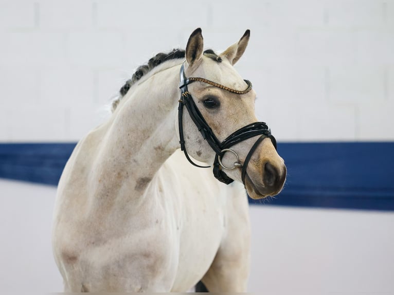 Niemiecki kuc wierzchowy Wałach 4 lat 140 cm Bułana in Marsberg