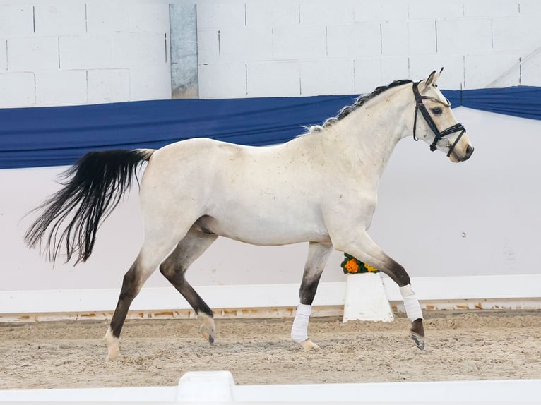 Niemiecki kuc wierzchowy Wałach 4 lat 140 cm Bułana in Marsberg