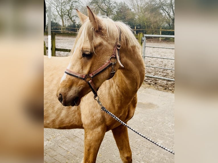 Niemiecki kuc wierzchowy Wałach 4 lat 140 cm Izabelowata in D&#xF6;tlingen