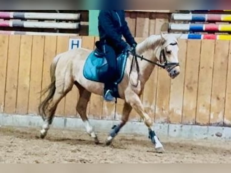 Niemiecki kuc wierzchowy Wałach 4 lat 140 cm Izabelowata in D&#xF6;tlingen