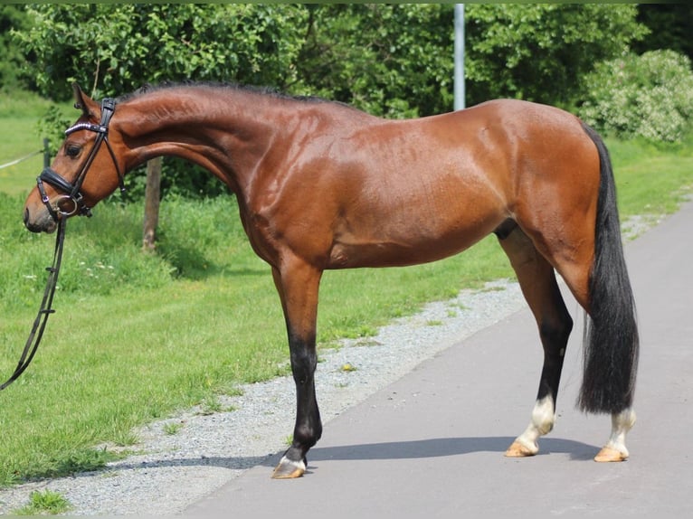 Niemiecki kuc wierzchowy Wałach 4 lat 142 cm Gniada in Deinstedt