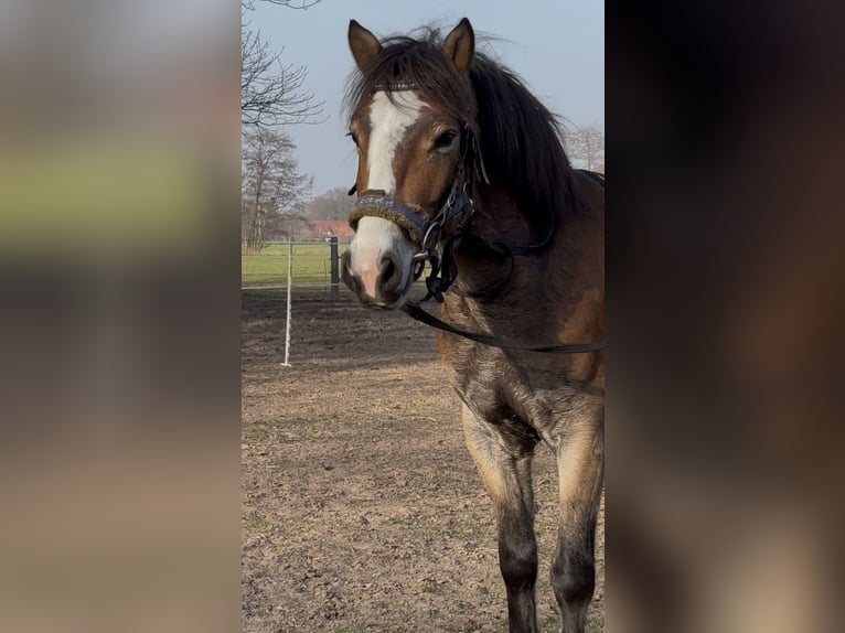Niemiecki kuc wierzchowy Mix Wałach 4 lat 143 cm Gniada in Harsewinkel