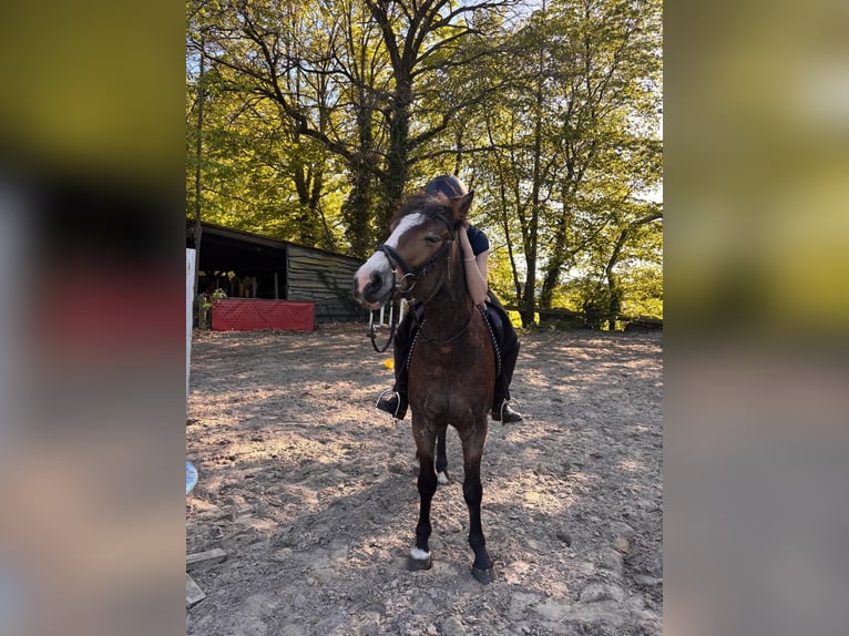 Niemiecki kuc wierzchowy Mix Wałach 4 lat 143 cm Gniada in Harsewinkel