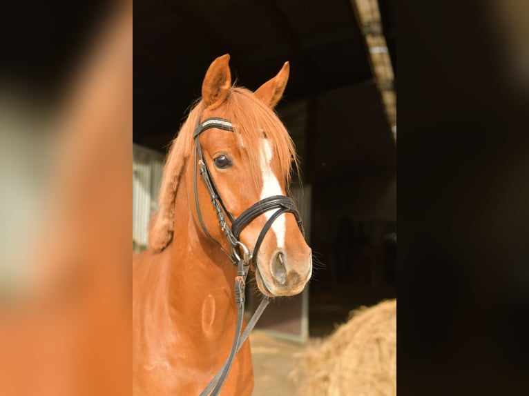Niemiecki kuc wierzchowy Wałach 4 lat 143 cm Kasztanowata in Geilenkirchen