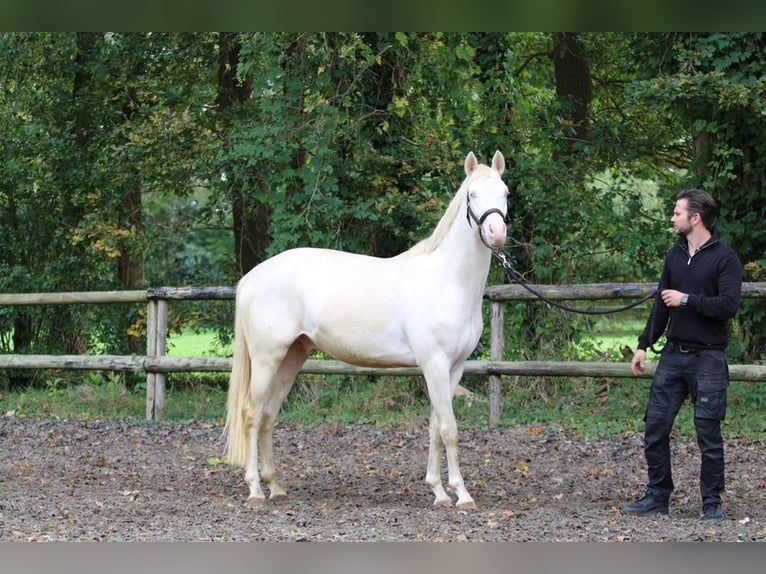 Niemiecki kuc wierzchowy Wałach 4 lat 144 cm Siwa in Allershausen