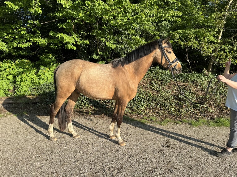 Niemiecki kuc wierzchowy Wałach 4 lat 145 cm Bułana in OberhausenOberhausen