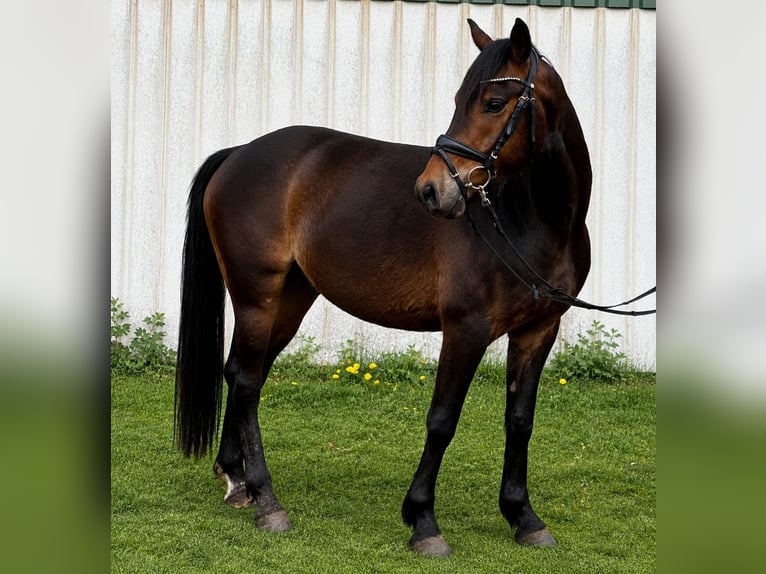 Niemiecki kuc wierzchowy Wałach 4 lat 145 cm Ciemnogniada in Treuenbrietzen