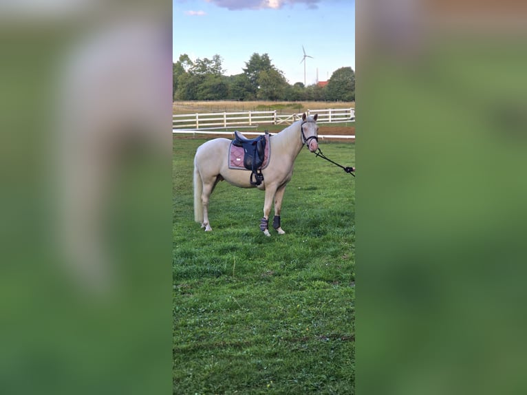 Niemiecki kuc wierzchowy Wałach 4 lat 145 cm Cremello in Warendorf