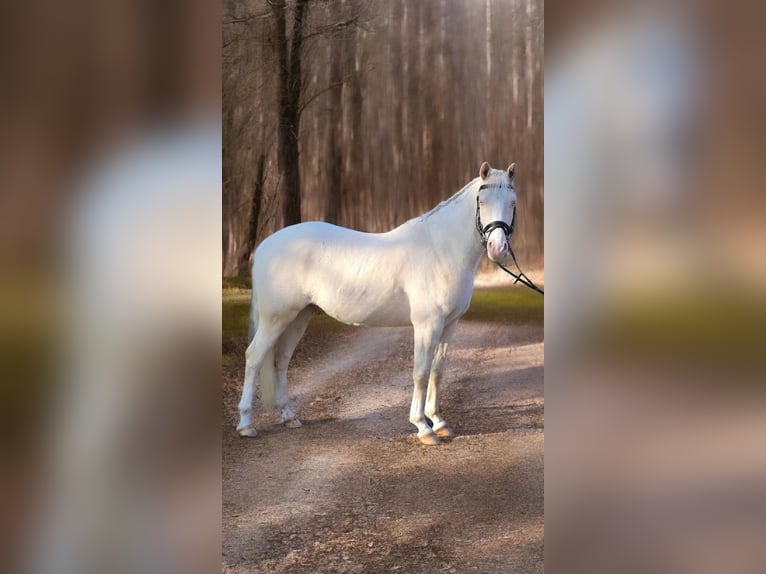 Niemiecki kuc wierzchowy Wałach 4 lat 145 cm Cremello in Warendorf