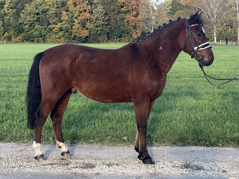 Niemiecki kuc wierzchowy Mix Wałach 4 lat 145 cm Gniada in Riedlingen