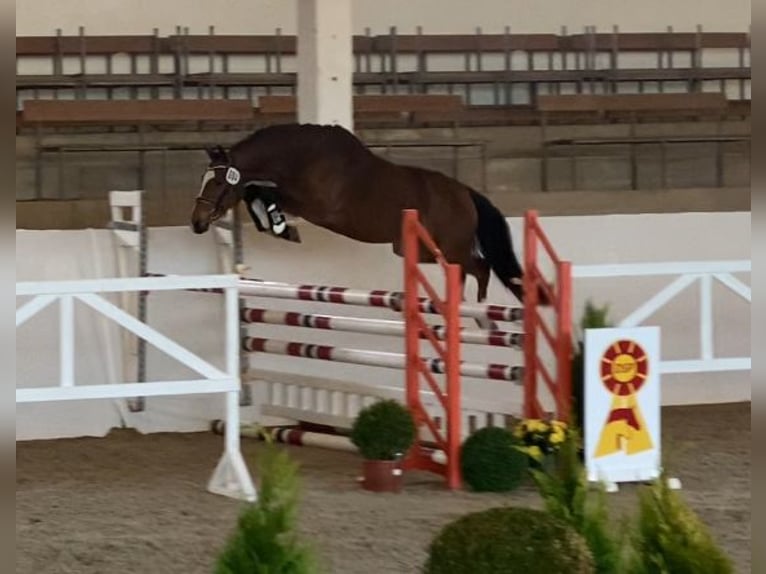 Niemiecki kuc wierzchowy Wałach 4 lat 145 cm Gniada in Neuferchau