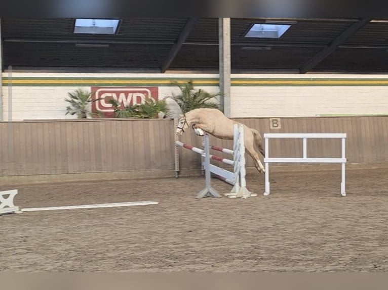 Niemiecki kuc wierzchowy Wałach 4 lat 145 cm Izabelowata in Treuenbrietzen